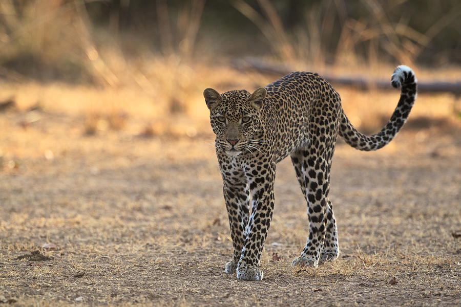 Young Male Leopard Photograph By Johan Elzenga