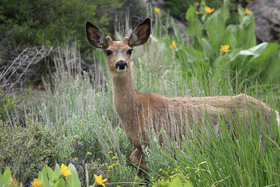 Young Male Mule Deer Photograph by Steve Albano