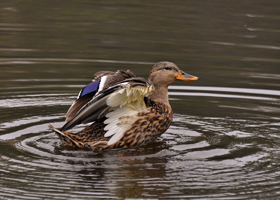 Young Mallard Folding Wings - c5406c Photograph by Paul Lyndon Phillips ...