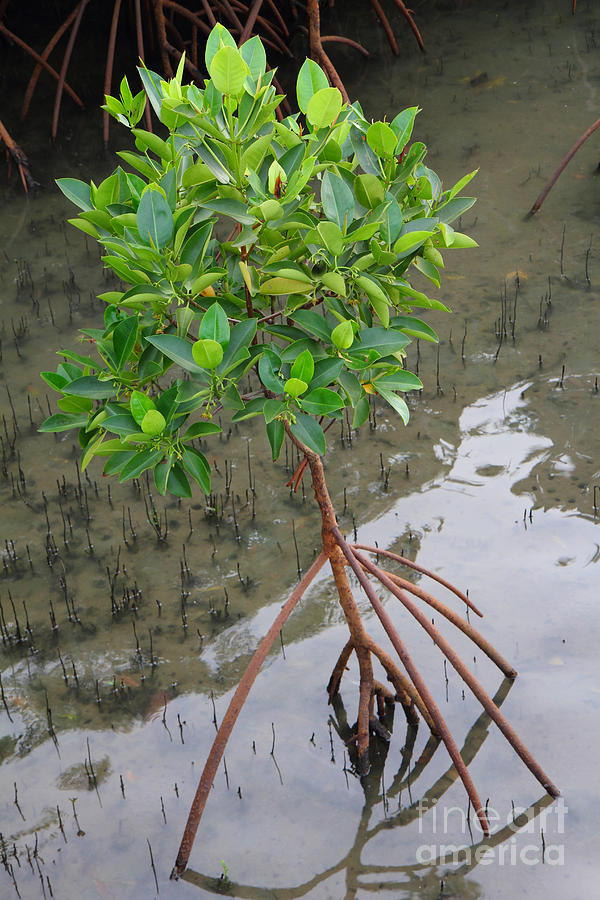 Jungle Photograph - Young mangrove tree by Phalakon Jaisangat