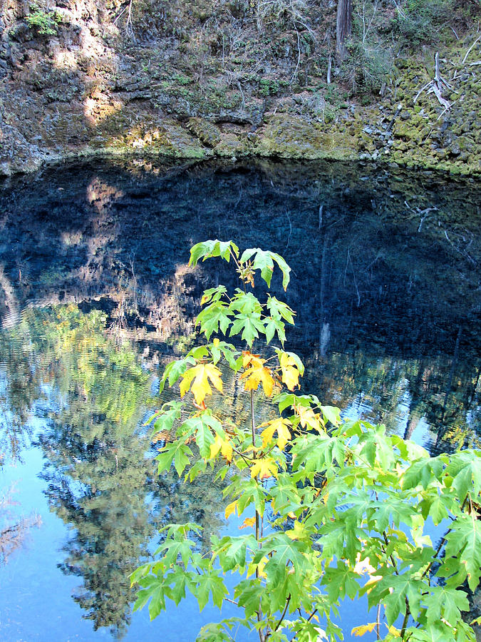 Young Maple At Blue Pool Photograph by Lora Fisher
