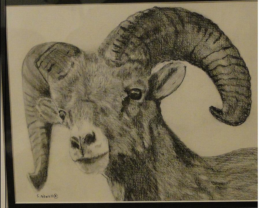 Young Mountain Goat Drawing by Shaunna Newell