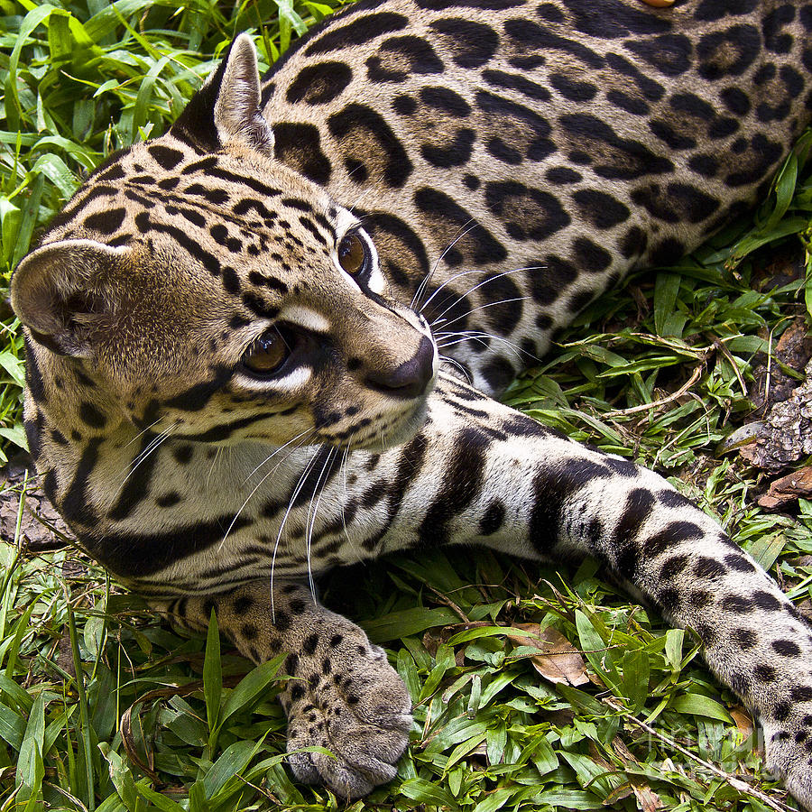 Young Ocelot Photograph by Heiko Koehrer-Wagner