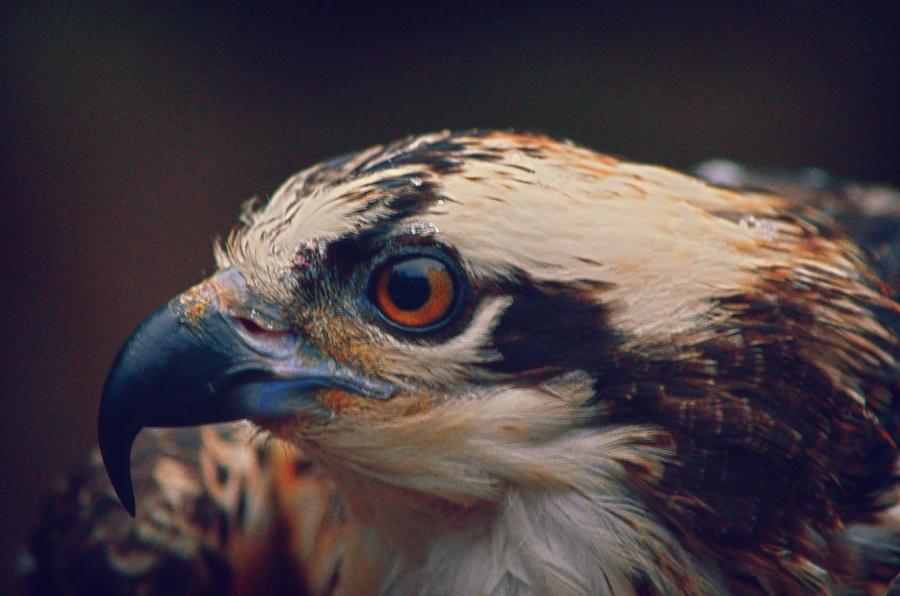 young osprey pictures