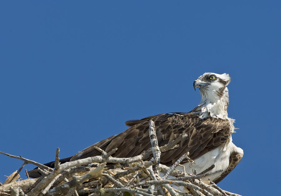 young osprey pictures