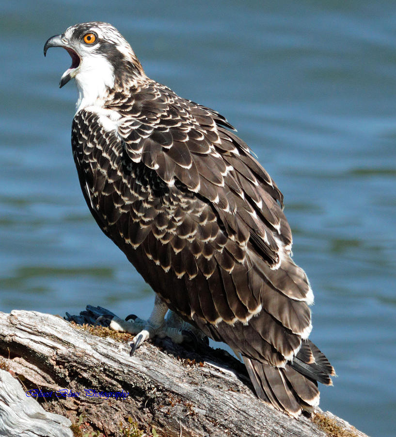 young osprey