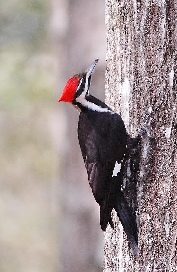 Young pileated woodpecker Photograph by David Campione