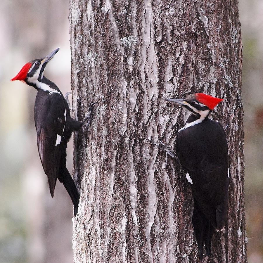 Young Pileated woodpeckers Photograph by David Campione