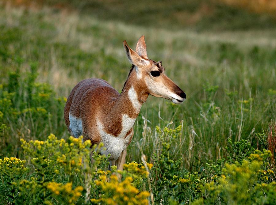 Young Pronghorn Photograph by HW Kateley