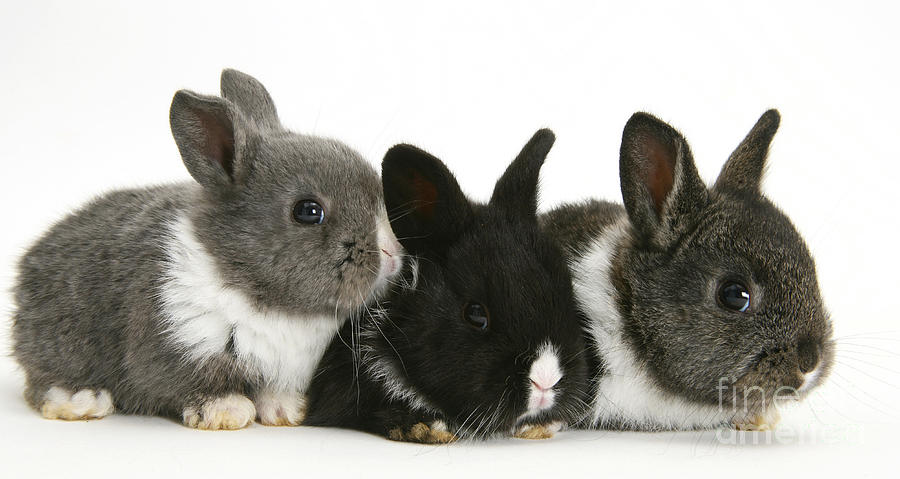 Young Rabbits Photograph by Jane Burton
