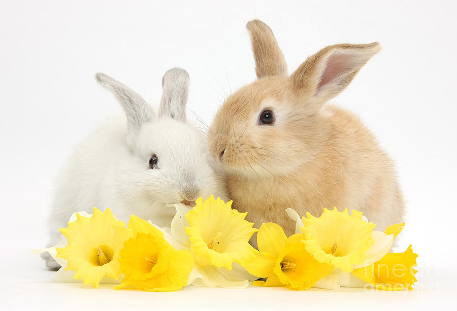Young Rabbits With Daffodils Photograph by Mark Taylor
