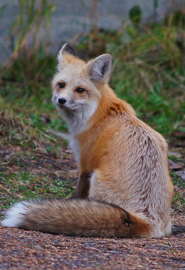 Young Red Fox... Photograph by Adrienne Smith - Fine Art America