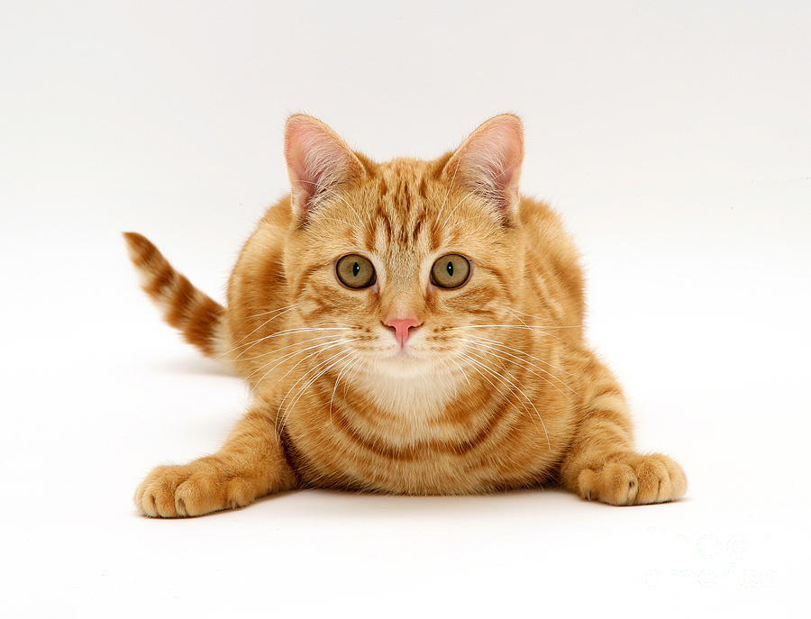 red tabby cat with purple eyes
