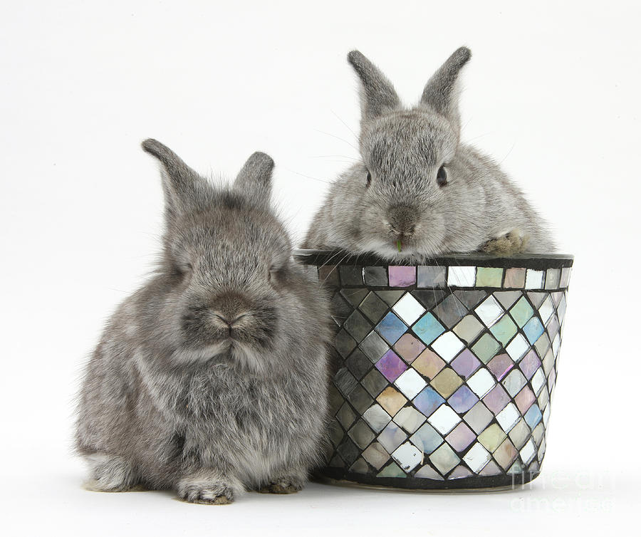 Young Silver Lionhead Rabbits Photograph by Mark Taylor