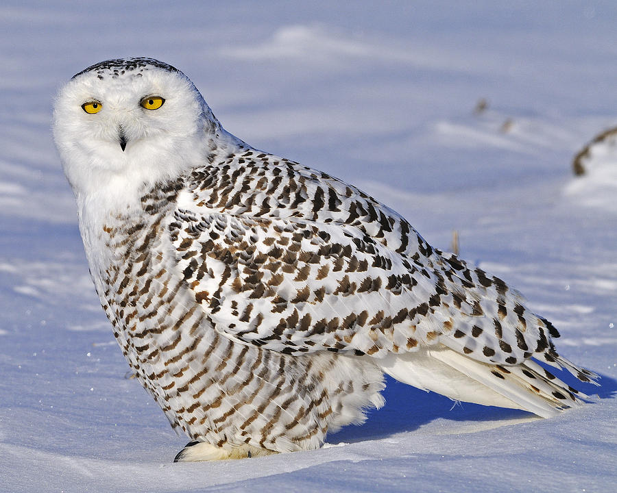 Owl Photograph - Young Snowy Owl by Tony Beck