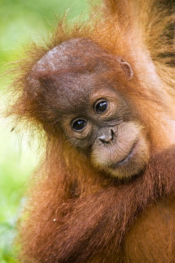 Nature Photograph - Young Sumatran Orangutan by Tony Camacho
