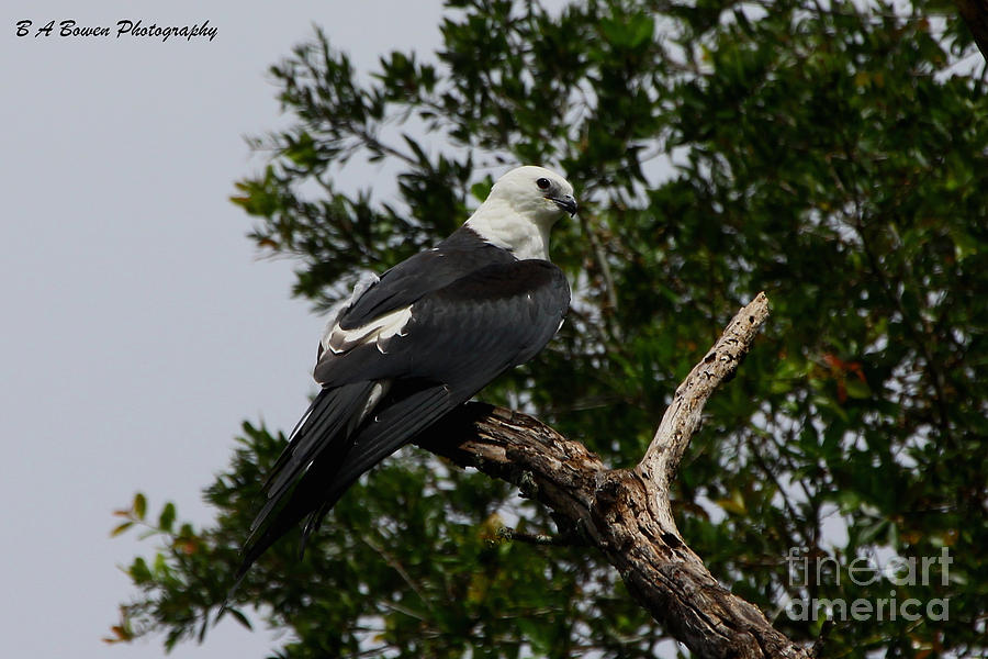 Swallow-tailed Kite Photograph - Young Swallow-tailed kite by Barbara Bowen
