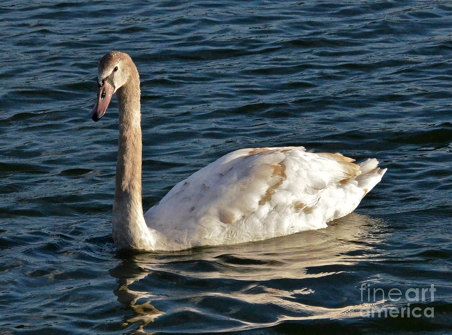 Young Swan II Photograph by Carol  Bradley