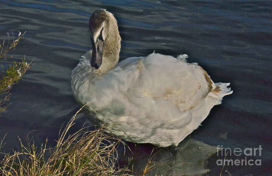 Young Swan III Photograph by Carol  Bradley