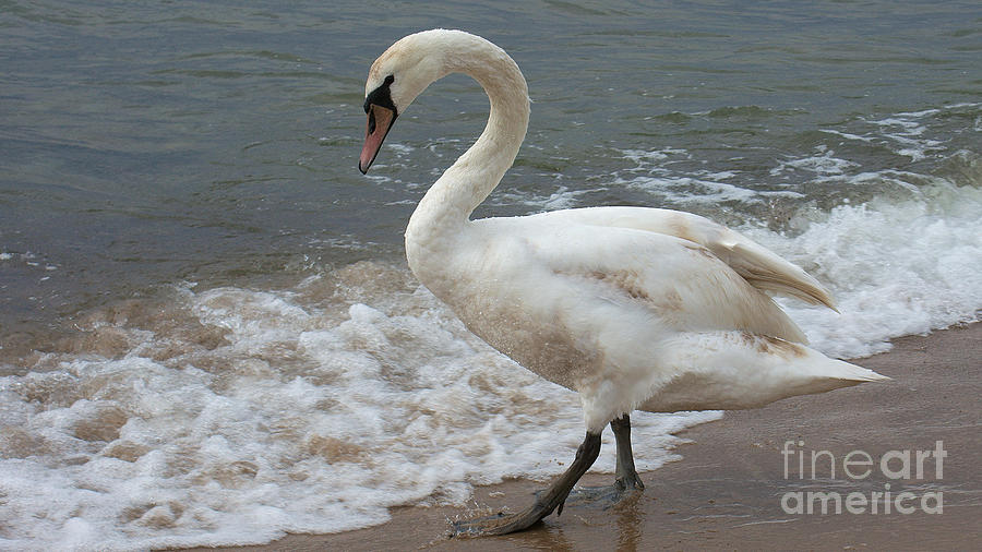 Young Swan On The Beach Photograph by Mareko Marciniak