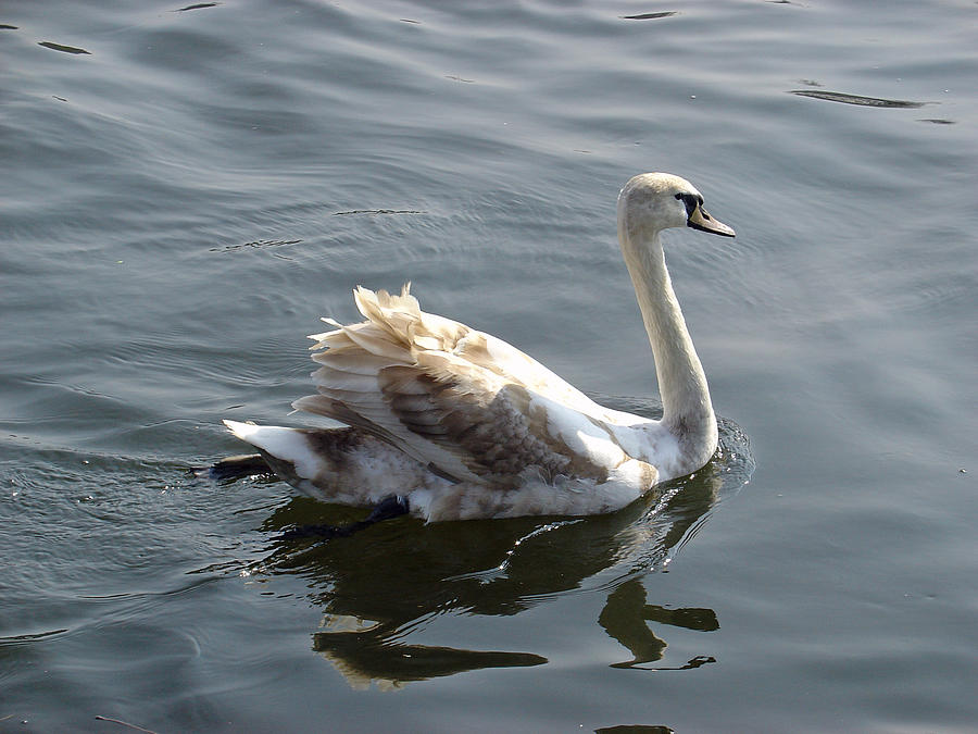 Young Swan Photograph by Rod Johnson
