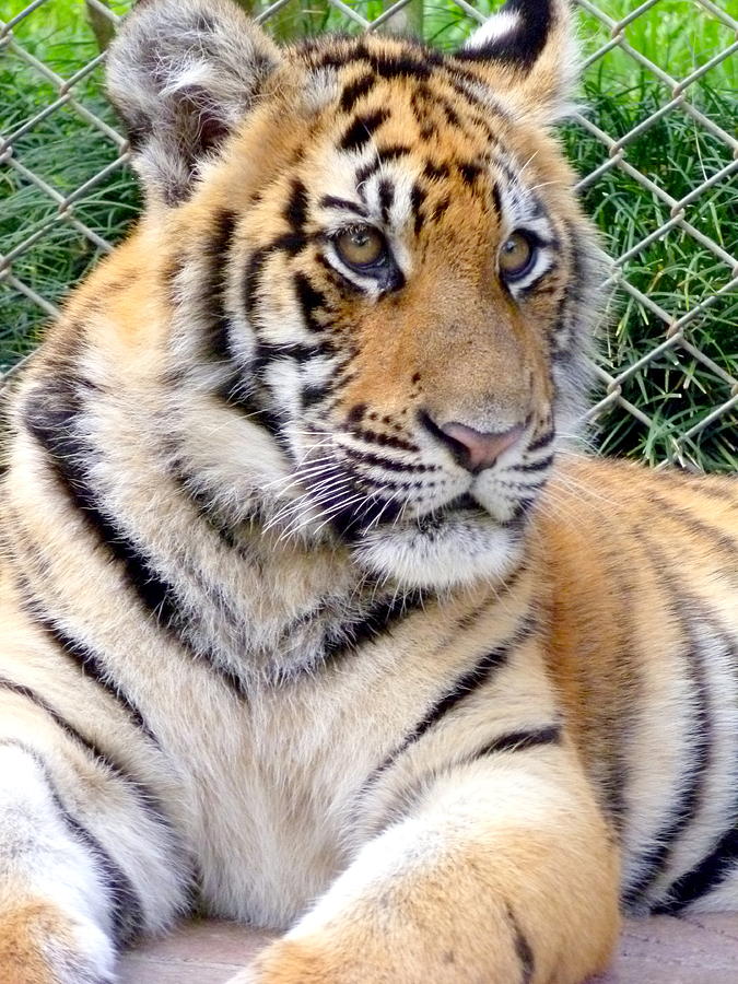 Young Tiger Photograph by Justin Leibow | Pixels