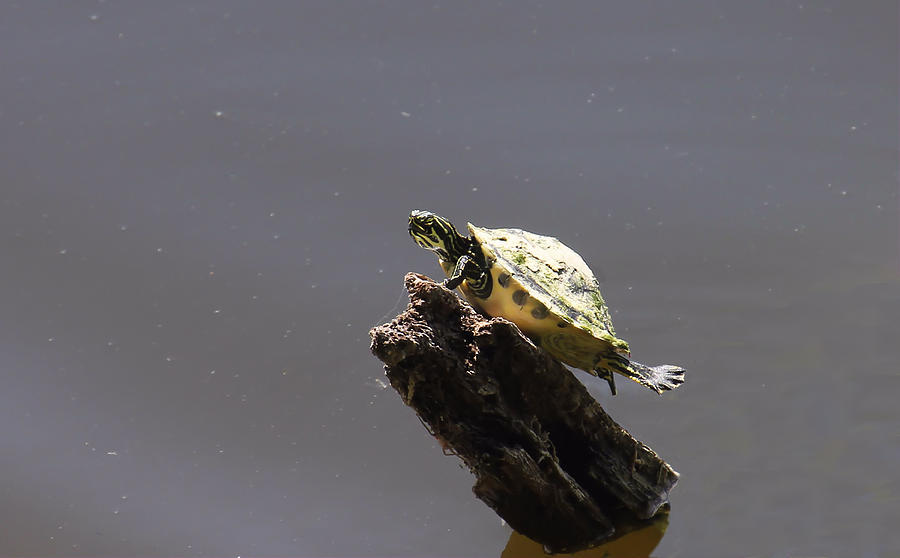 Young Turtle with Attitude Photograph by Rosalie Scanlon
