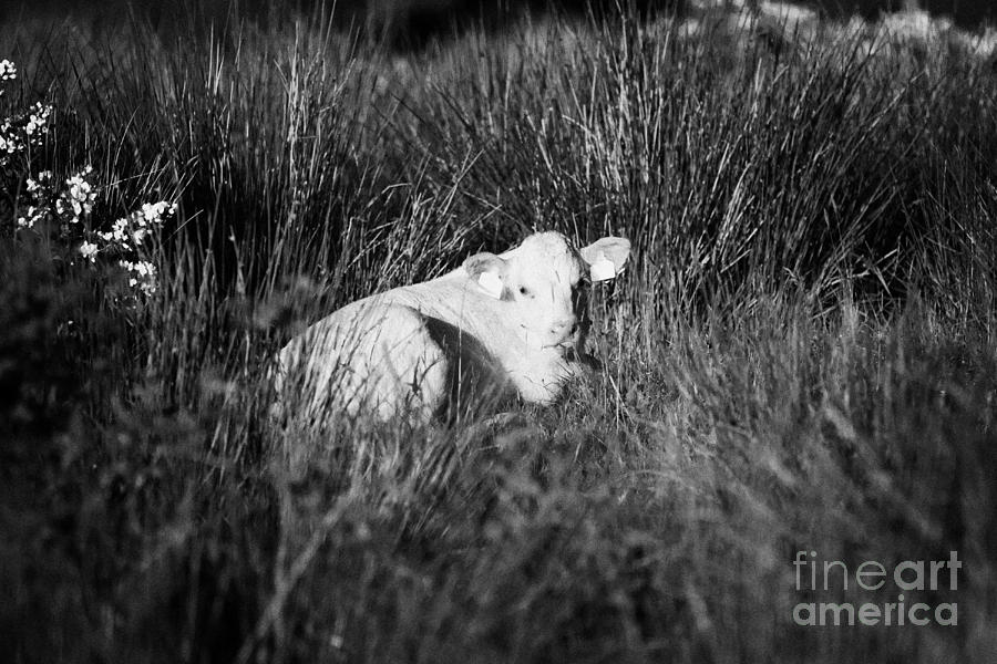 Cow Photograph - Young White Calf With Ear Tags Lying Down In Long Grass In Ireland by Joe Fox