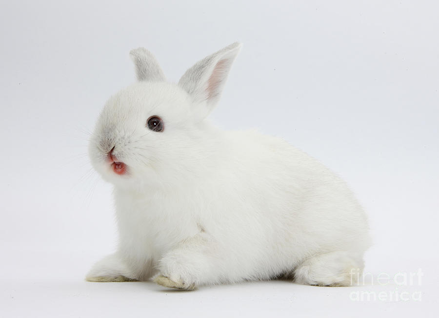 Young White Rabbit Photograph by Mark Taylor