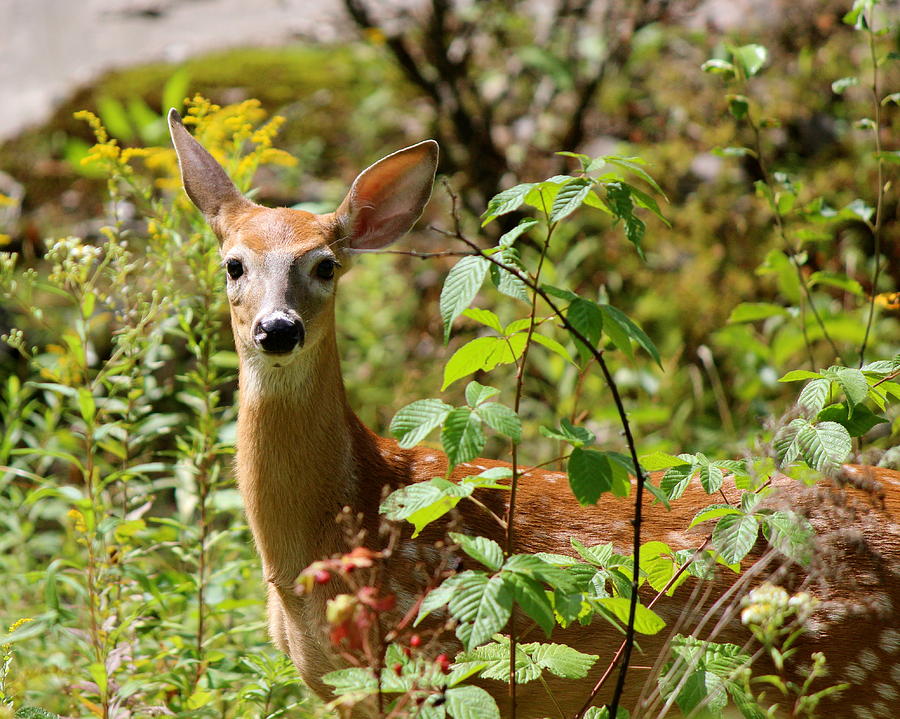 Young Whitetail Photograph by David Pickett