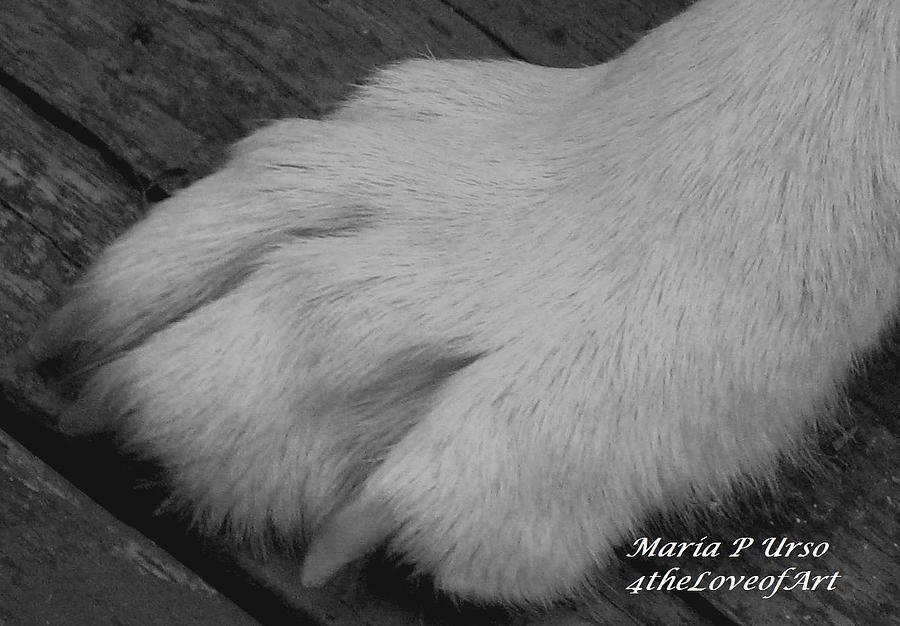 Young Wolf Paw Photograph by Maria Urso