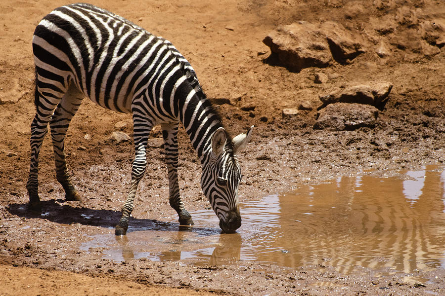 Young Zebra in Kenya Photograph by Marion McCristall