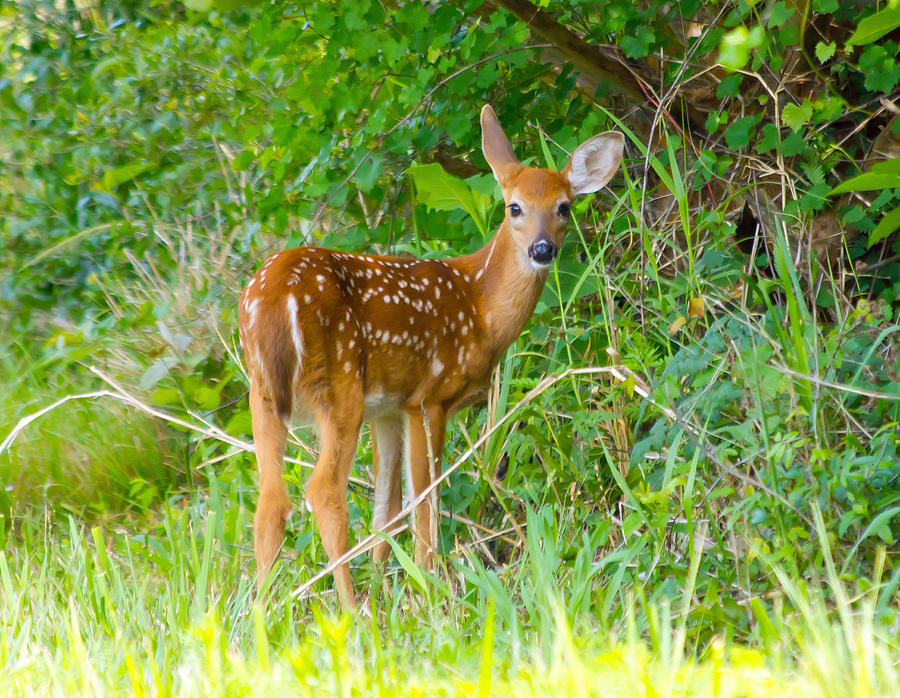 Youngster Photograph by Wild Expressions Photography - Pixels