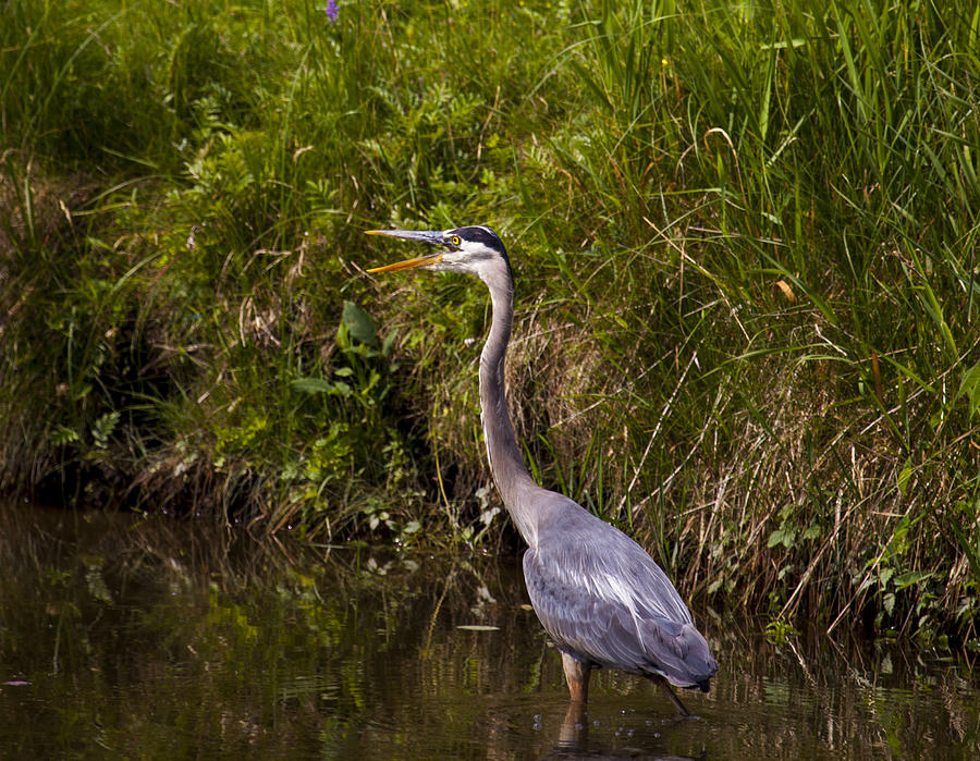 Your Scaring The Fish Photograph by Richard Lee - Pixels