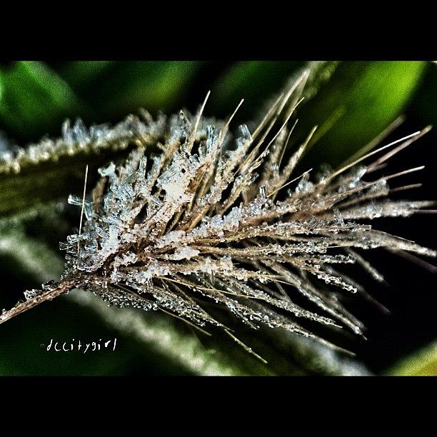 Dewdrops Photograph - Youre As Cold As Ice To Me by Dccitygirl WDC