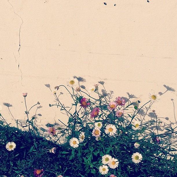 Flower Photograph - Youre My Wonder Wall. #urbanplants by Allison Faulkner