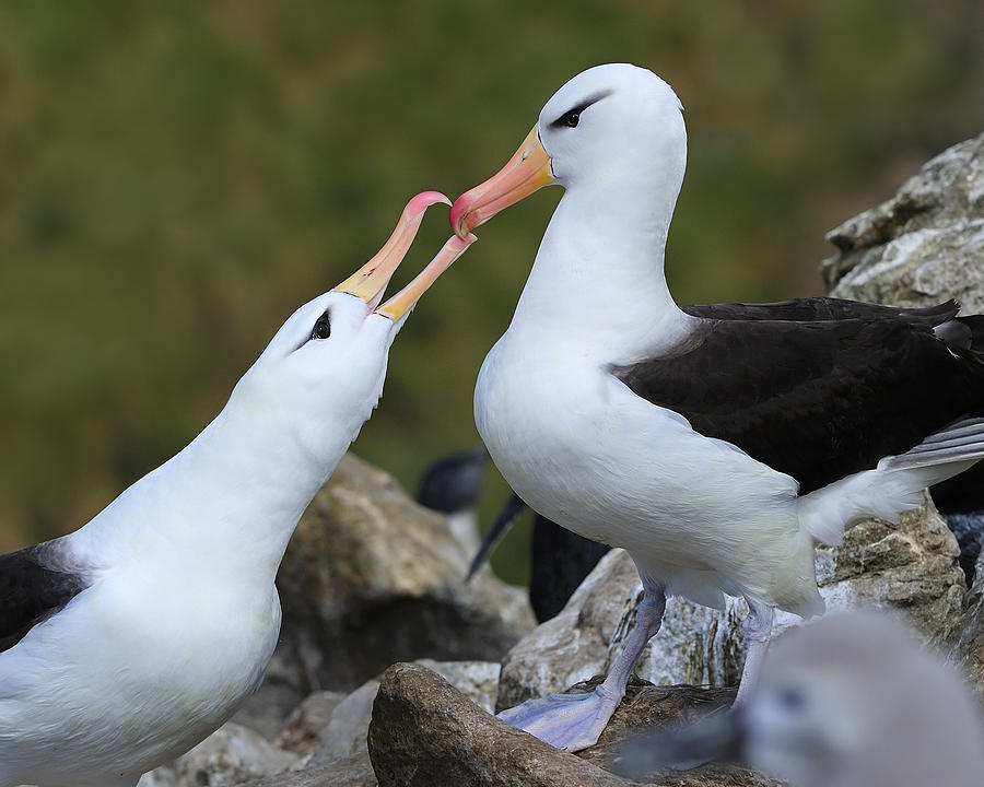 Albatross Photograph - Youre The One by Tony Beck