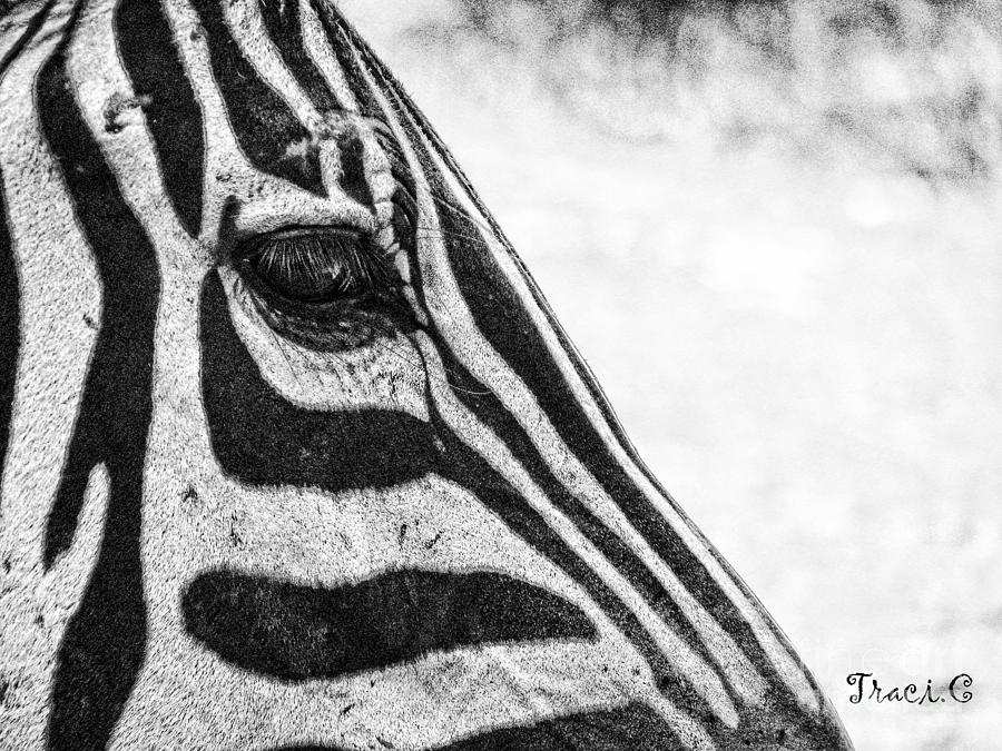 Youve Got Zebra Eyes Photograph by Traci Cottingham
