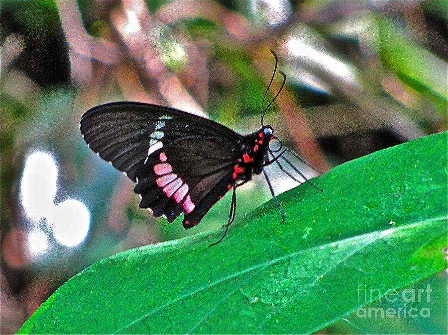 Yucatan butterfly Photograph by Sean Griffin