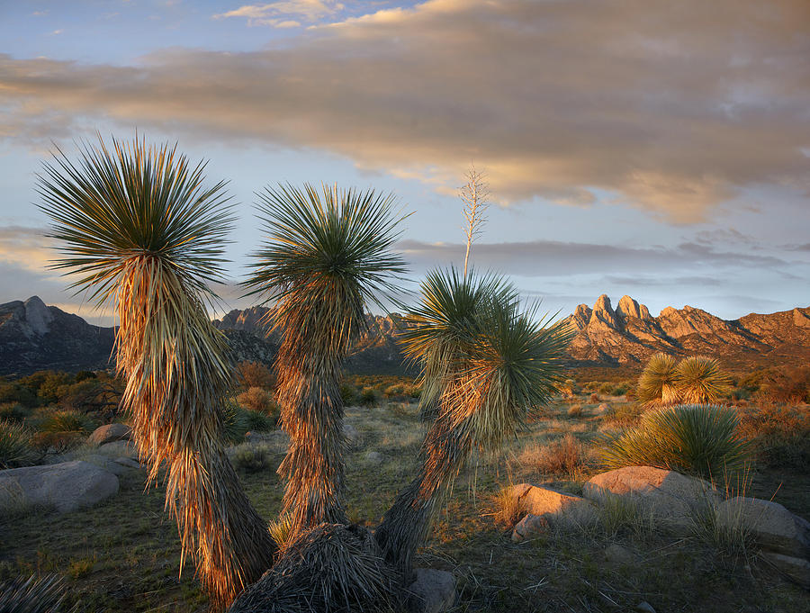 Yucca And Organ Mountains Near Las Photograph by Tim Fitzharris