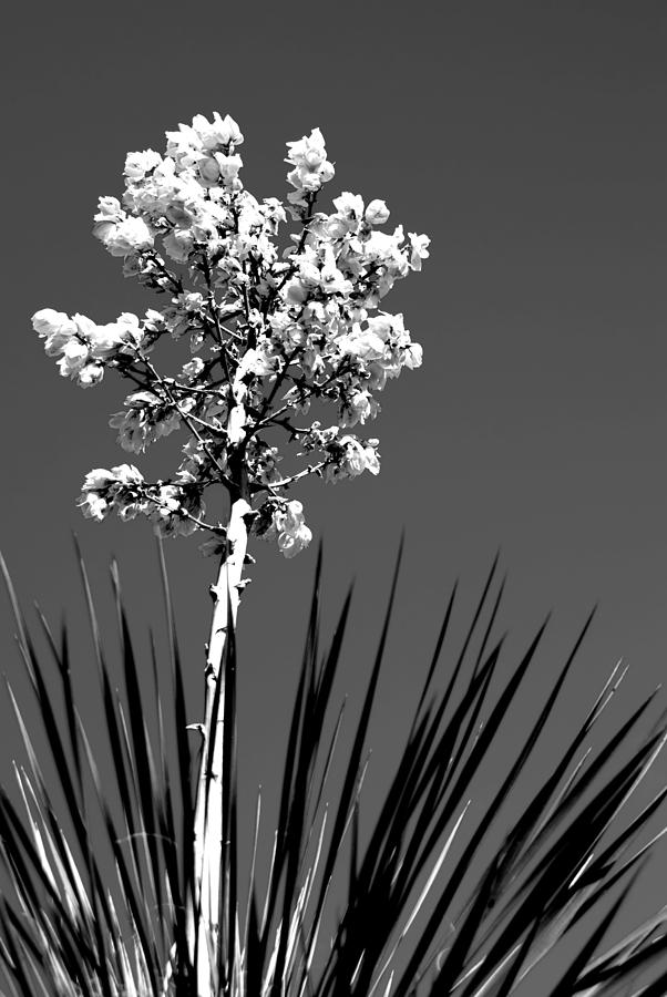 Desert Yucca Photograph - Yucca by Anthony Citro