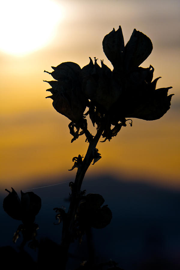 Yucca At Sunset Photograph by Ralf Kaiser
