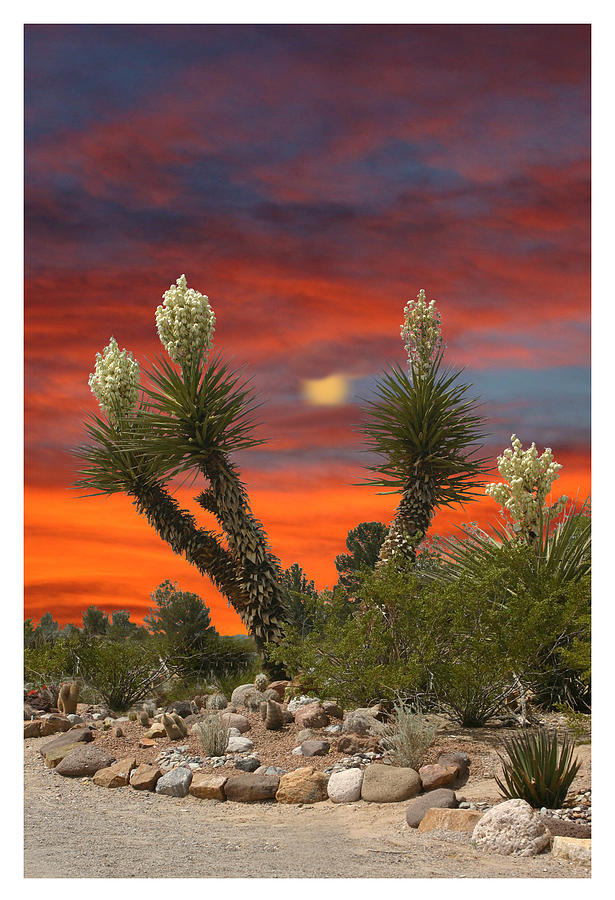 Yucca blooming sunset-moonset Photograph by Jack Pumphrey