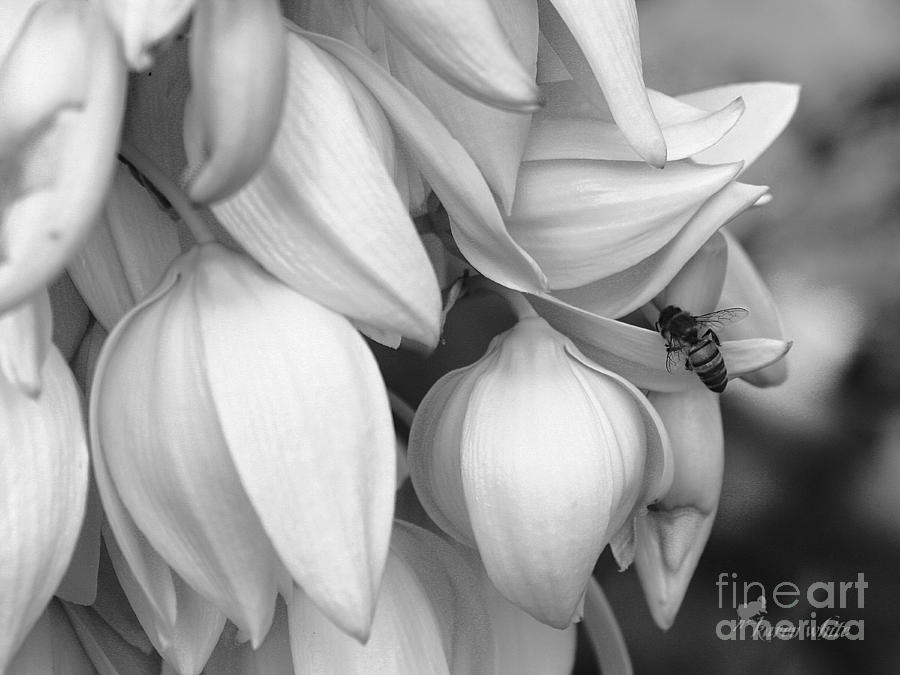Yucca Blossoms and Bee Photograph by Karen White