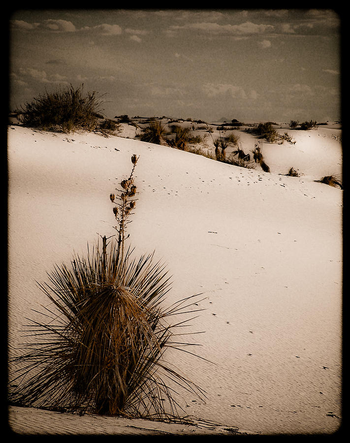 White Sands, New Mexico - Yucca Photograph by Mark Forte