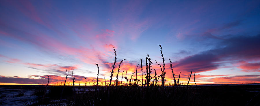 Yucca Sunrise Photograph by Adam Pender