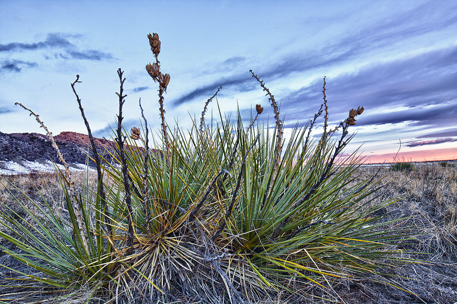Yucca Sunrise II Photograph by Adam Pender