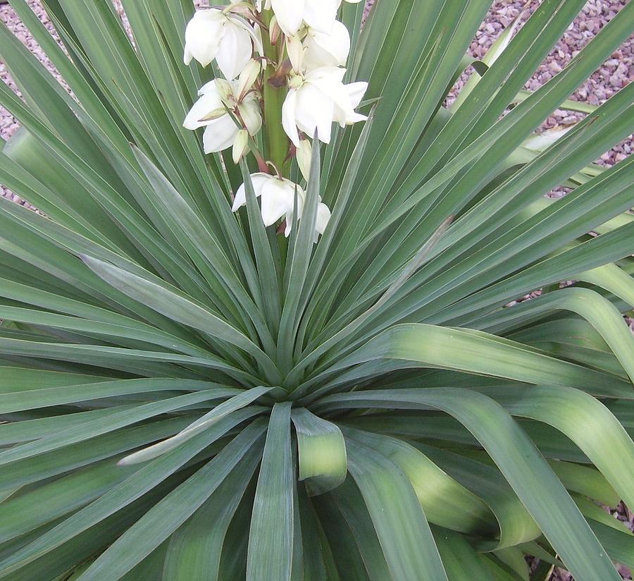 Yucca with Flower Photograph by Fran Loando - Fine Art America