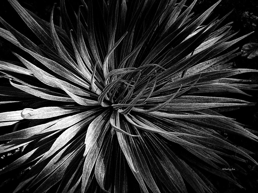 Yucca Photograph by Xueling Zou