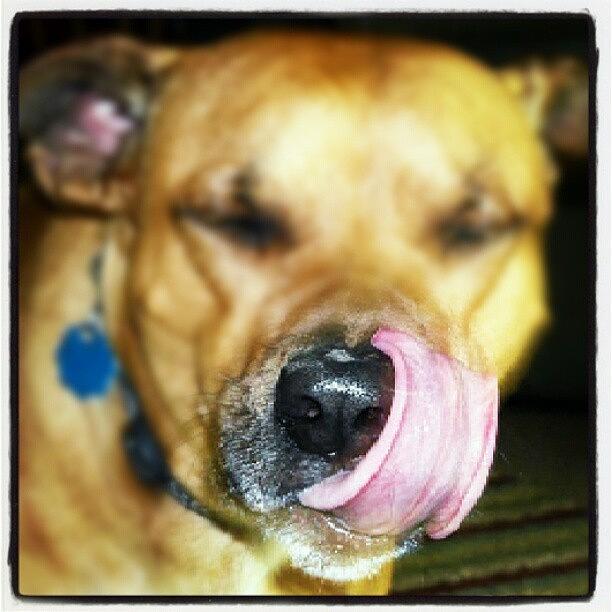 Dog Photograph - Yum! #dog #tongue by Anne Simon